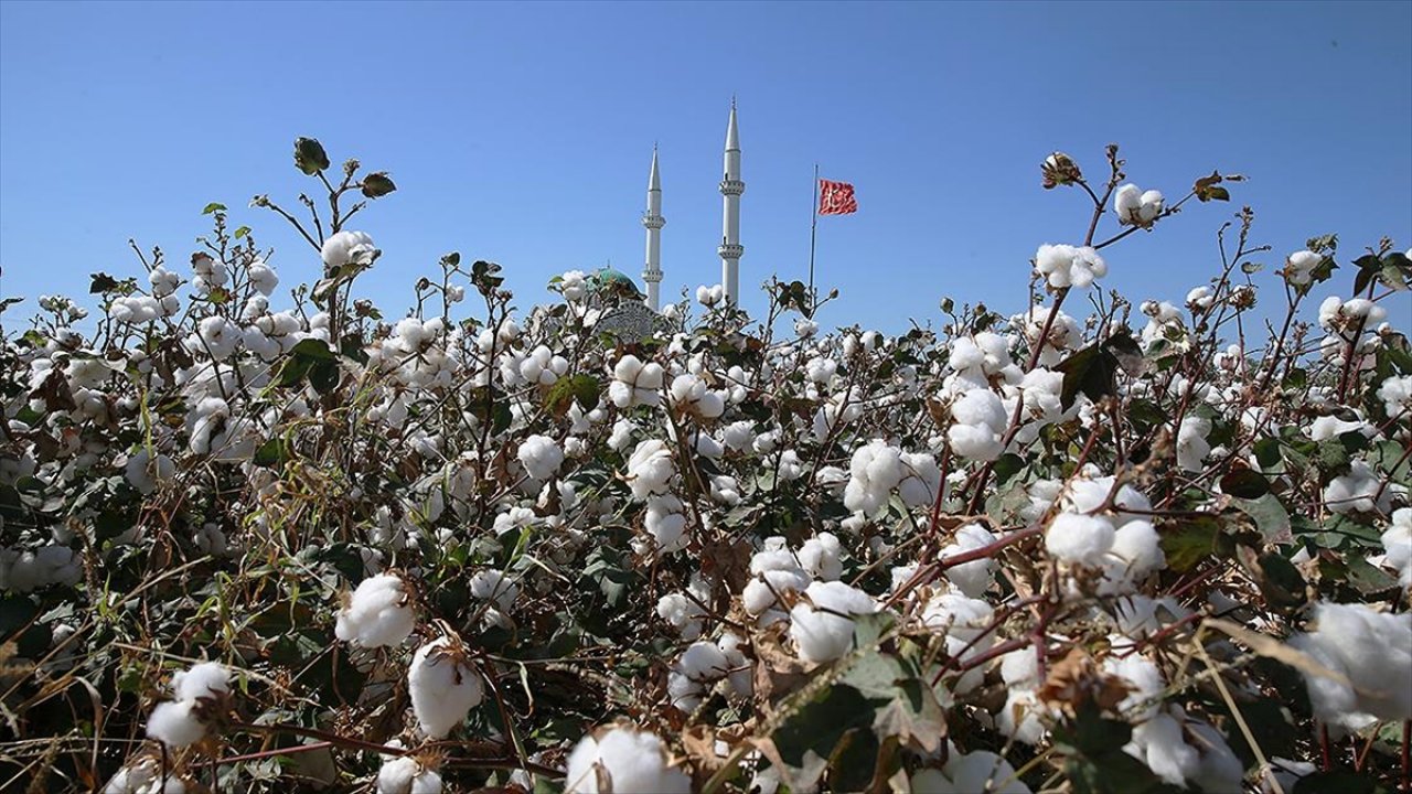 Amik Ovası'nda pamuktan yüksek rekolte bekleniyor!