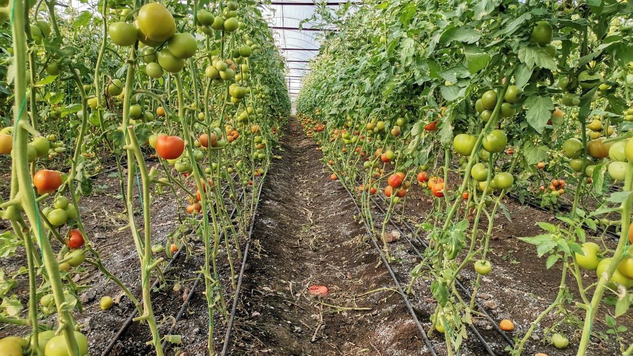 Kahramanmaraş domates üretiminde merkez oldu!