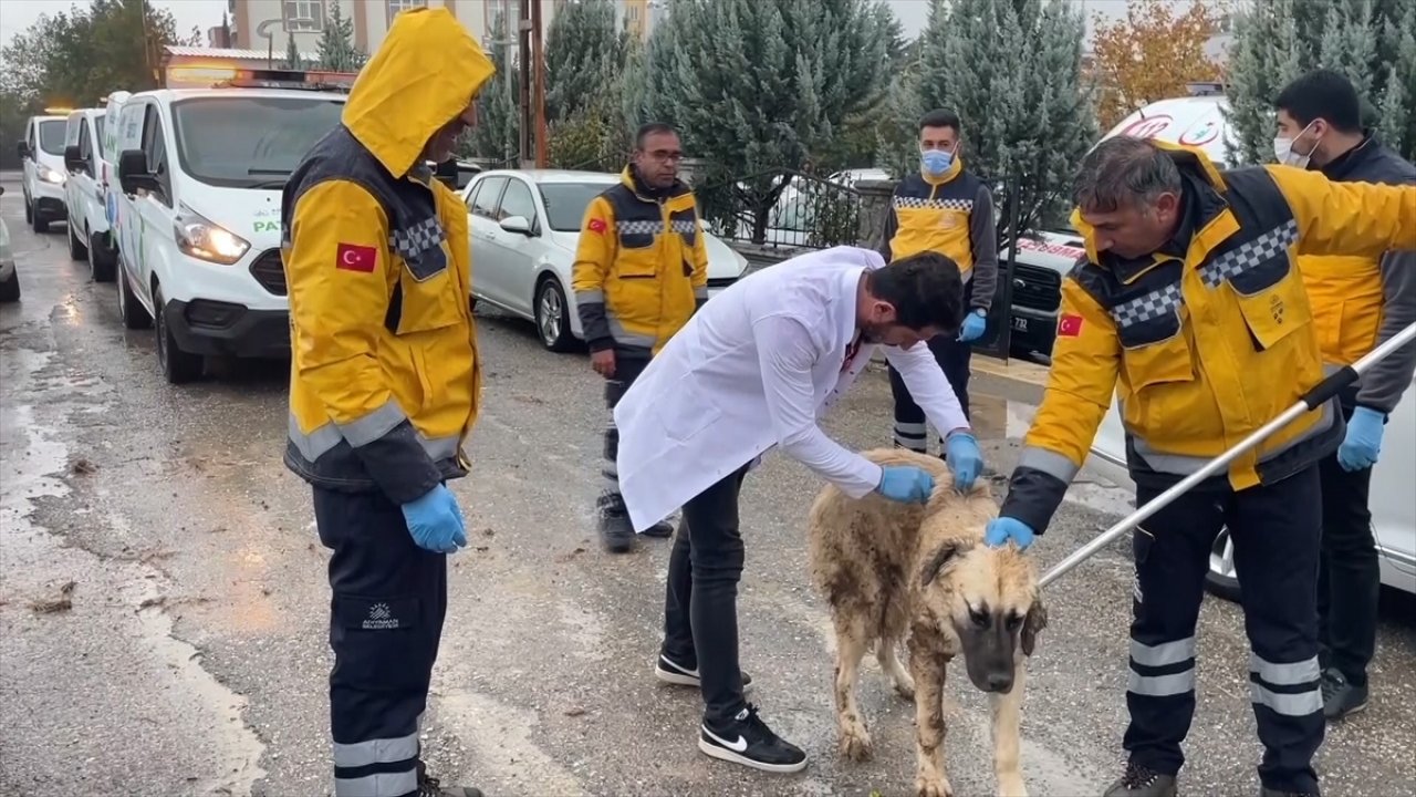 Adıyaman'da kuduz alarmı!