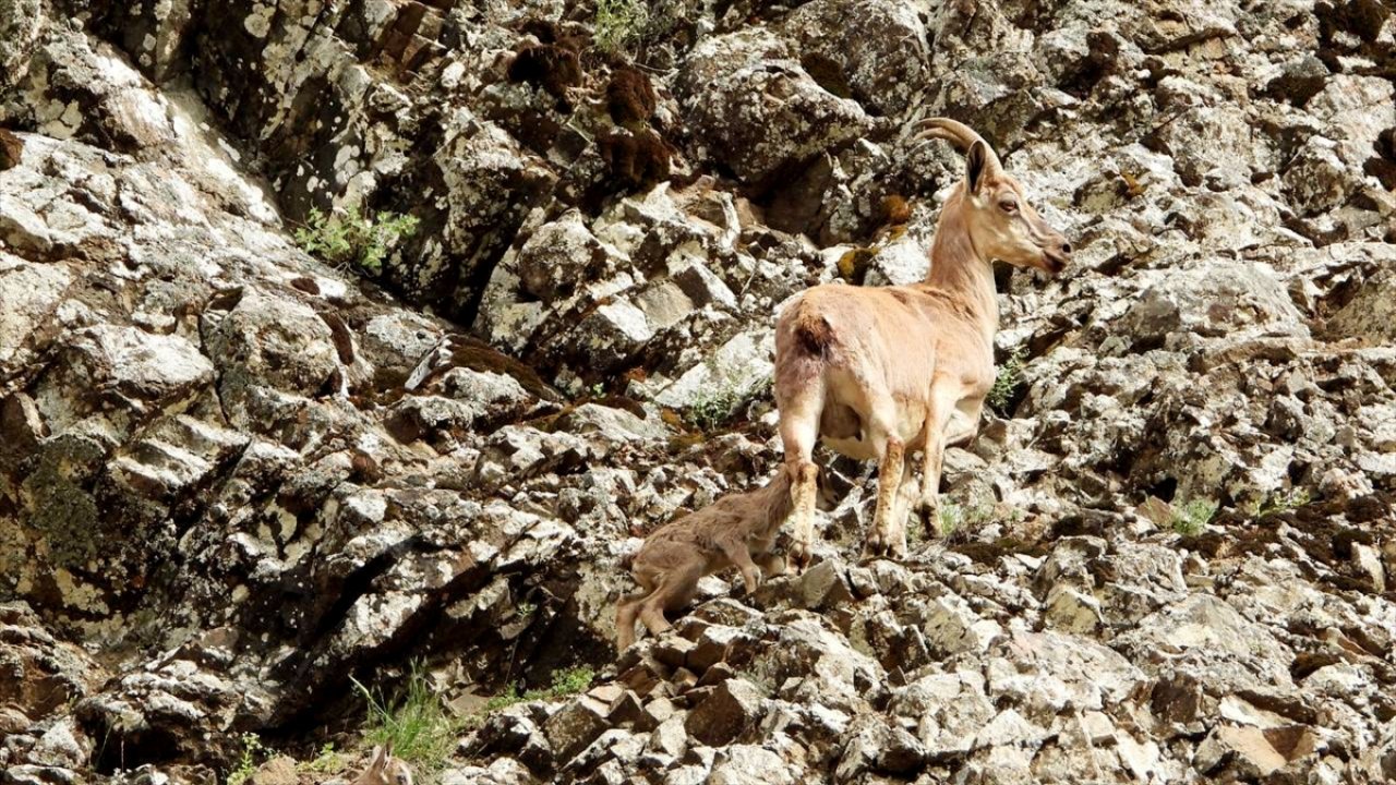 Kahramanmaraş ve Anadolu'daki yaban hayatı fotokapanlara yansıdı!