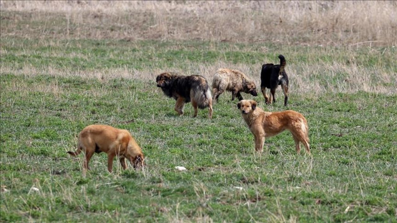 Köpeklerin saldırısında bacağından yaralandı!