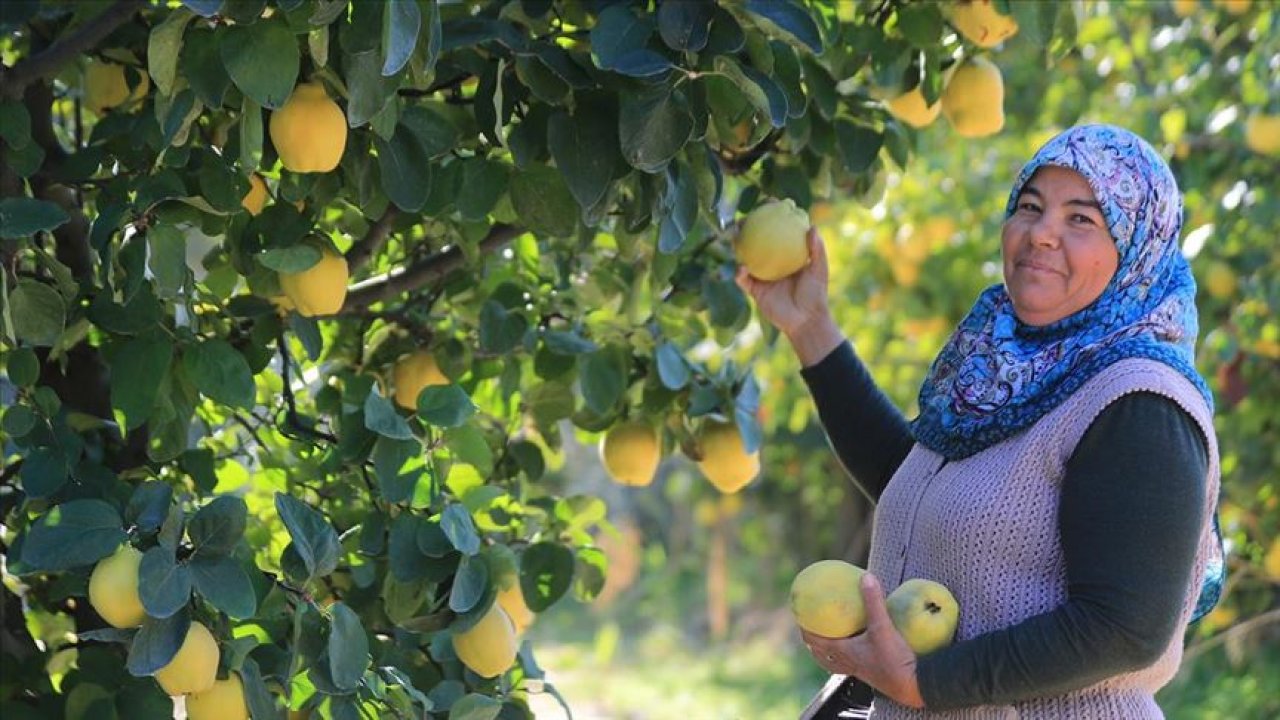 Kahramanmaraş, Türkiye ayva üretimi ve ihracatına katkı sağlıyor!