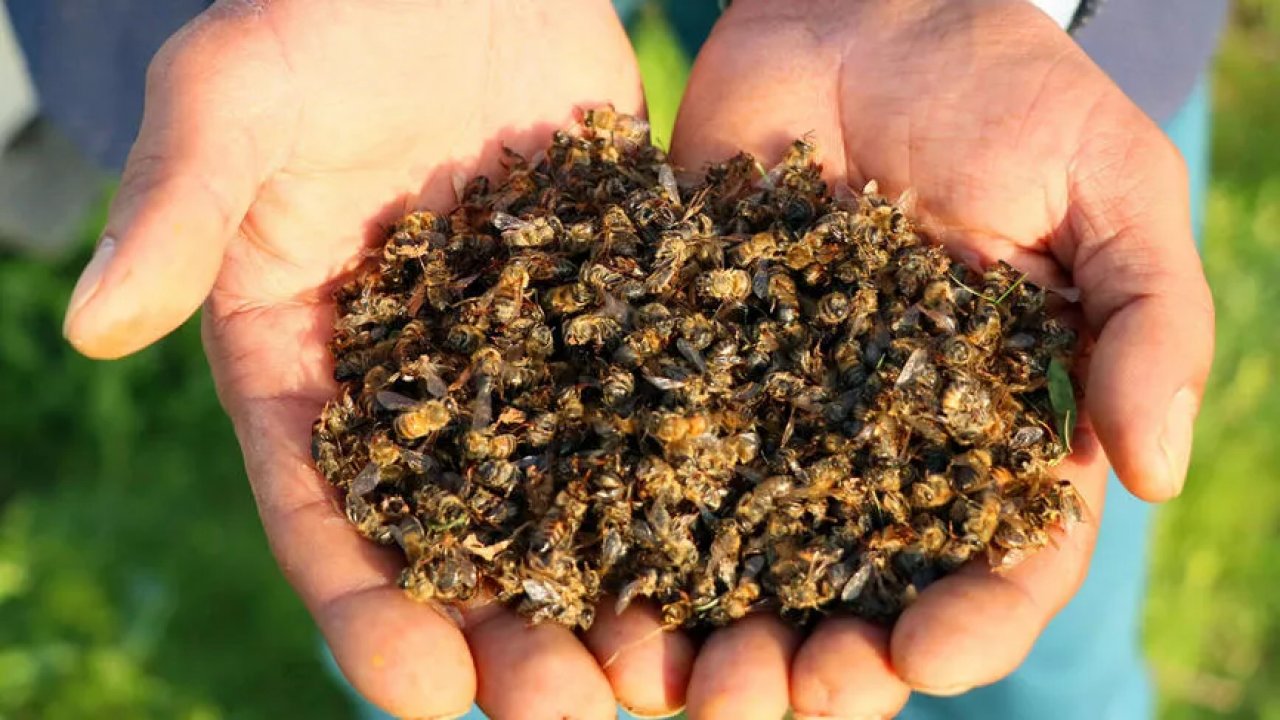 Bolu'da iklim değişikliği ve arı ölümlerine yönelik toplantı düzenlendi