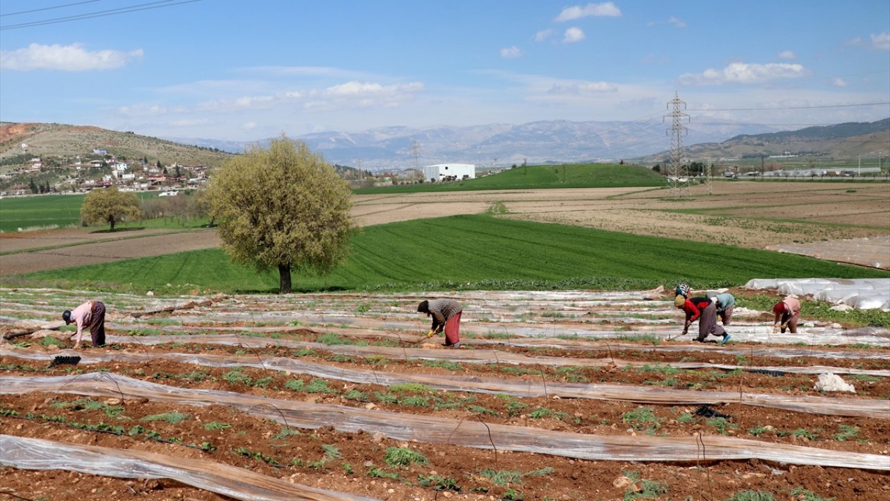 Kahramanmaraş’ta depremzede tarım işçileri ramazanda tarlada emek harcıyor!