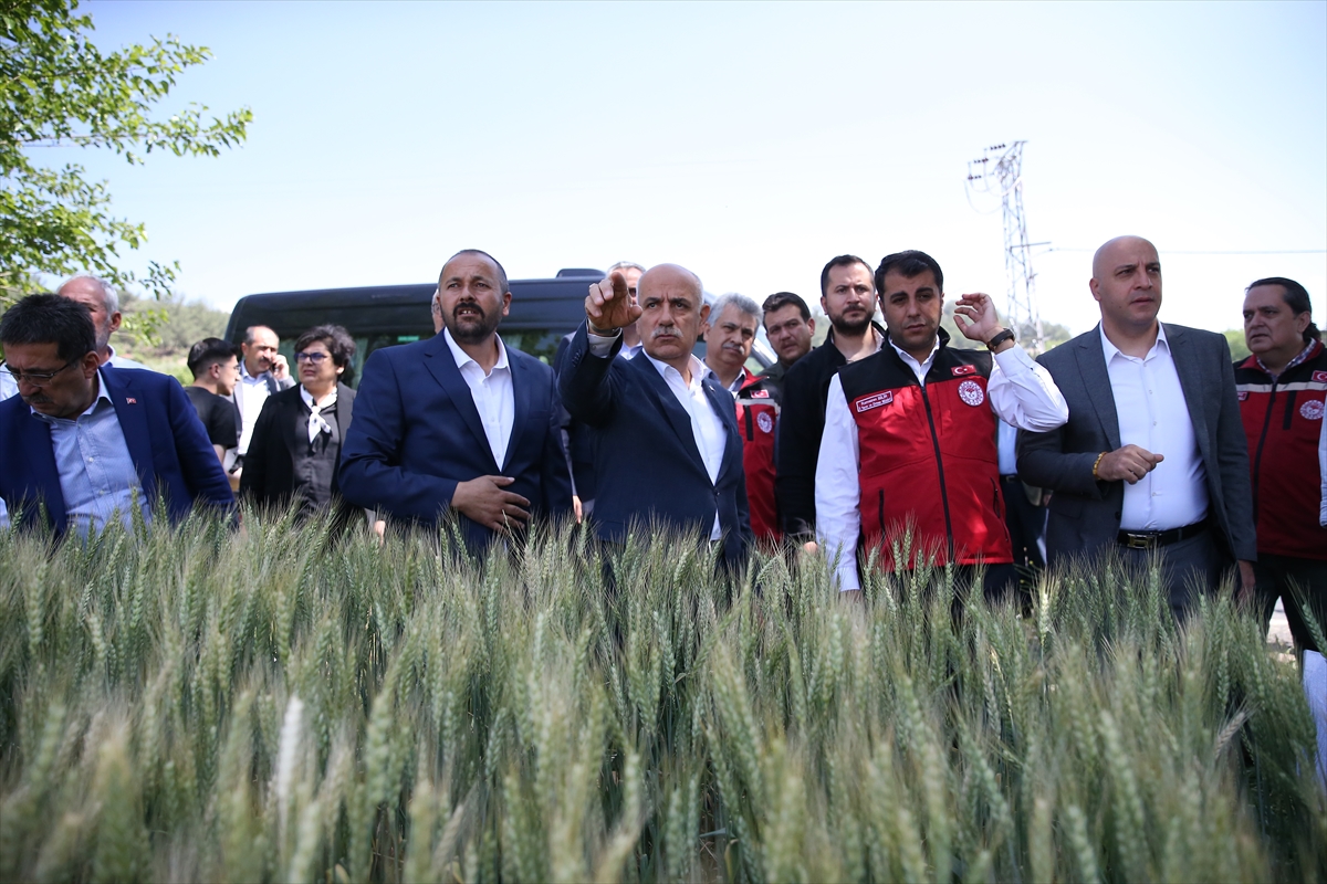 Bakan Kirişci Kahramanmaraş’ta buğday rekoltesini açıkladı!