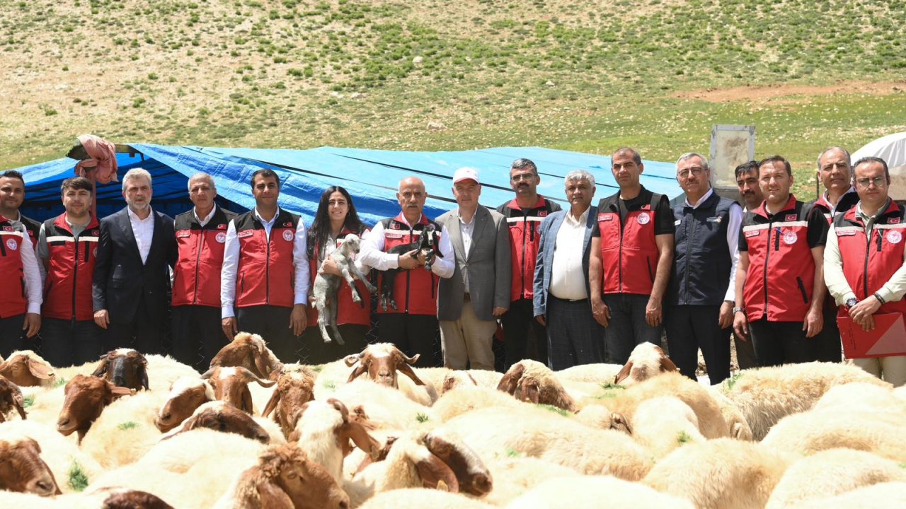 Kahramanmaraş’ta besicilere canlı hayvan desteği!