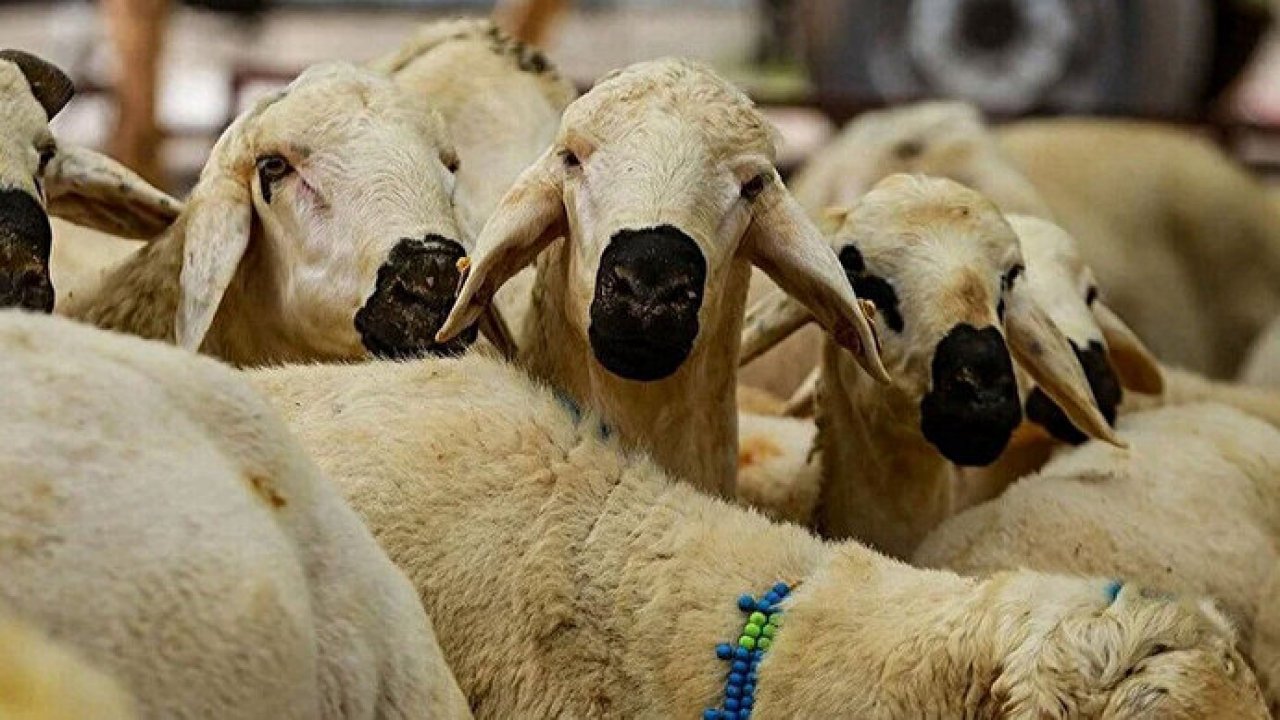 Kahramanmaraş'ta Kurbanlık Fiyatları cep yakacak! İşte açıklanan fiyatlar