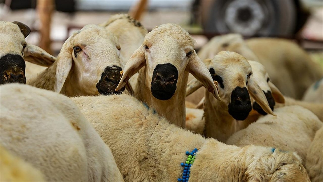 Kurban kestirmek isteyenler yurt içinde 5 bin 950, Yurt dışında 2 bin 750 lira verecek!