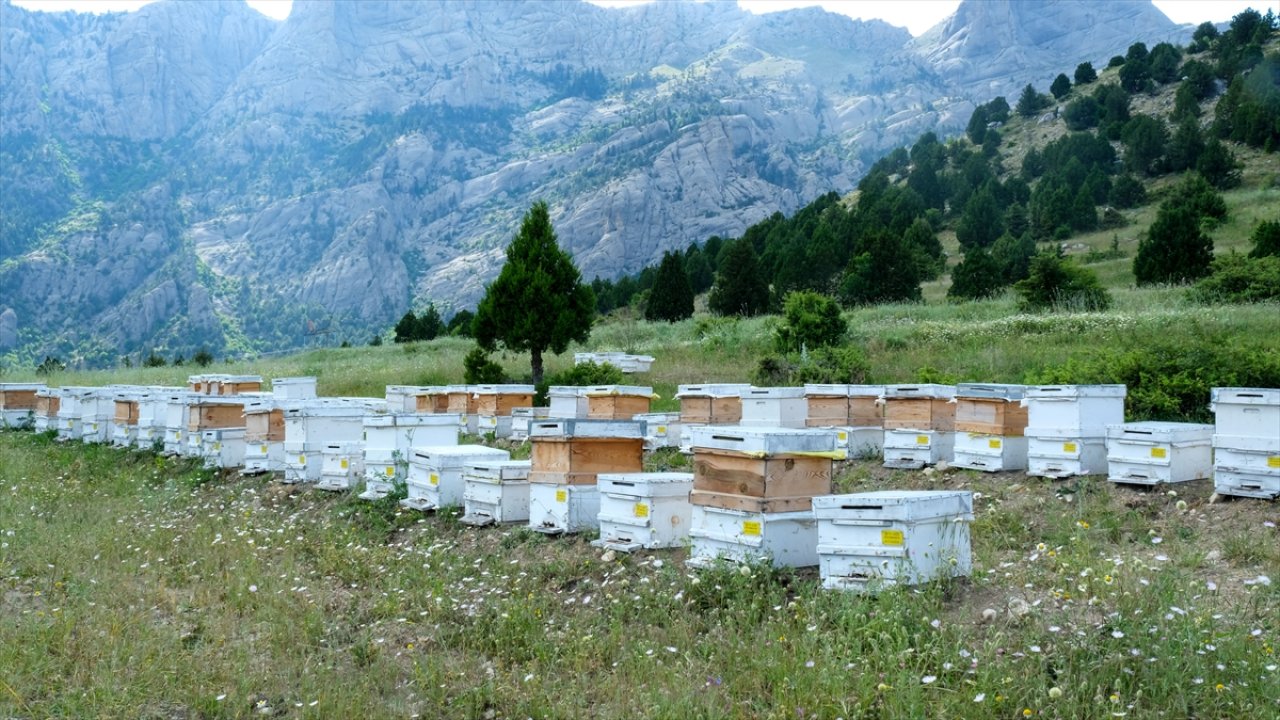 Kahramanmaraş’ta Bal ormanları üretimi artırdı!