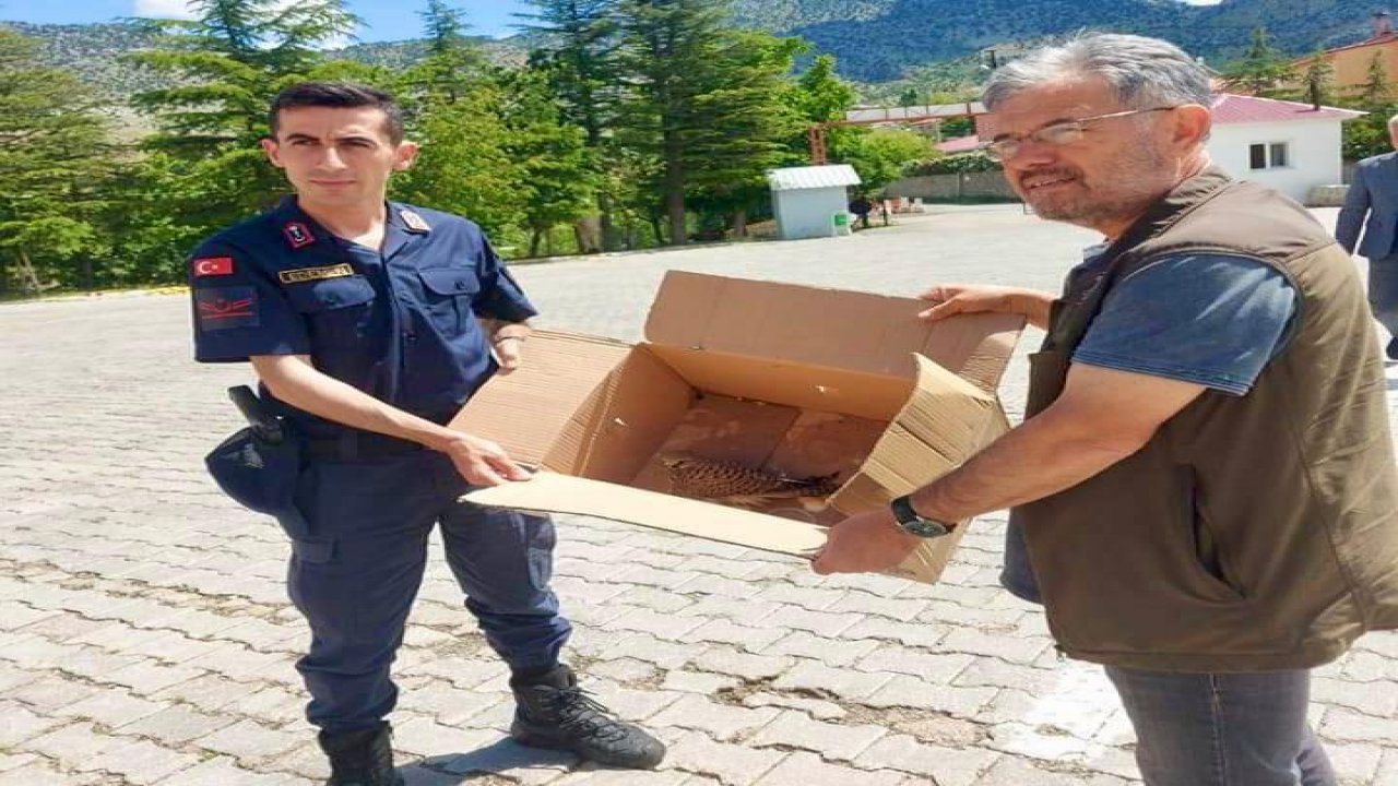 Yaralı kerkenez yavrusuna jandarma sahip çıktı! 