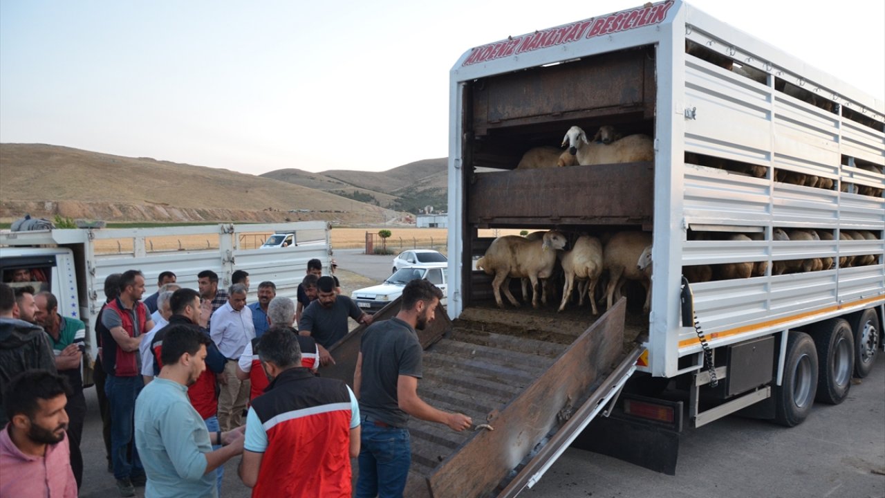 Kahramanmaraş’ta üreticiye koyun desteği!