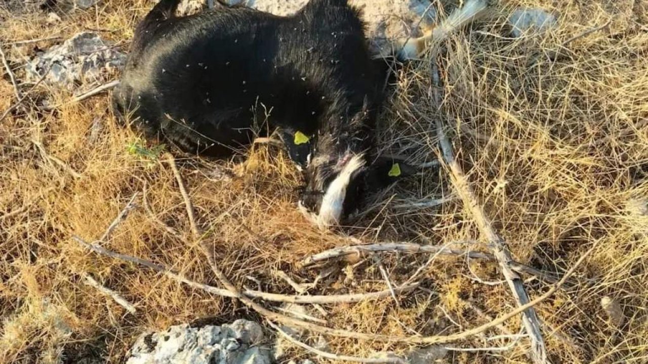 Kahramanmaraş’ta aç kurt sürüyü talan etti!