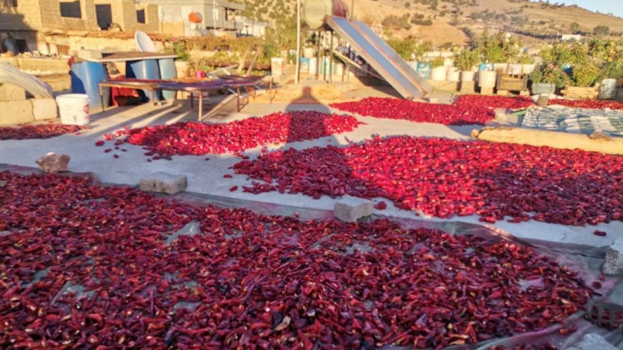 Kahramanmaraş’ta salça telaşı başladı!