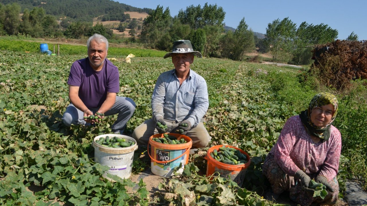 Kornişon Hasadı Devam Ediyor!