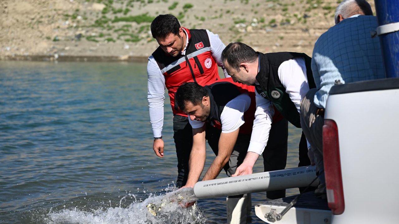 Kahramanmaraş’ta binlerce yavru balık suya kavuştu!