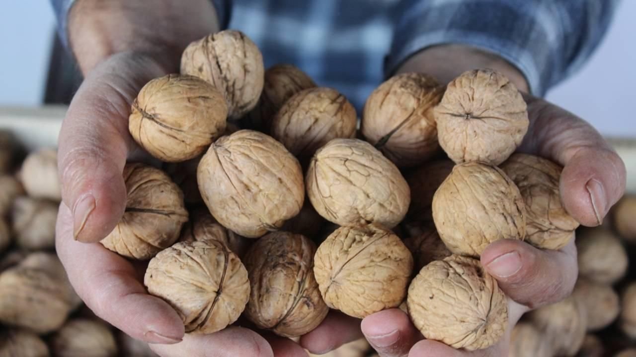 Ceviz piyasası karıştı! Kahramanmaraş ve Serbest piyasada ceviz fiyatları!