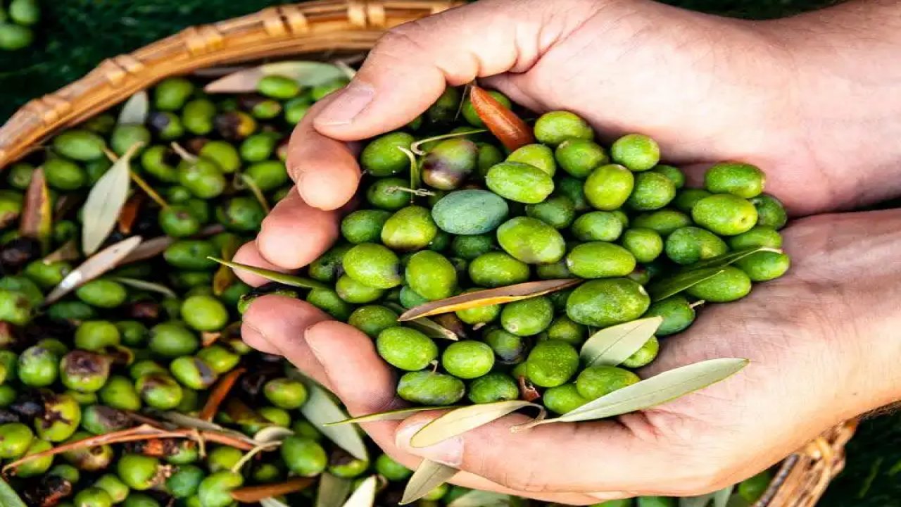 Zeytin piyasası karıştı! Kahramanmaraş’ta fiyatlar uçtu!