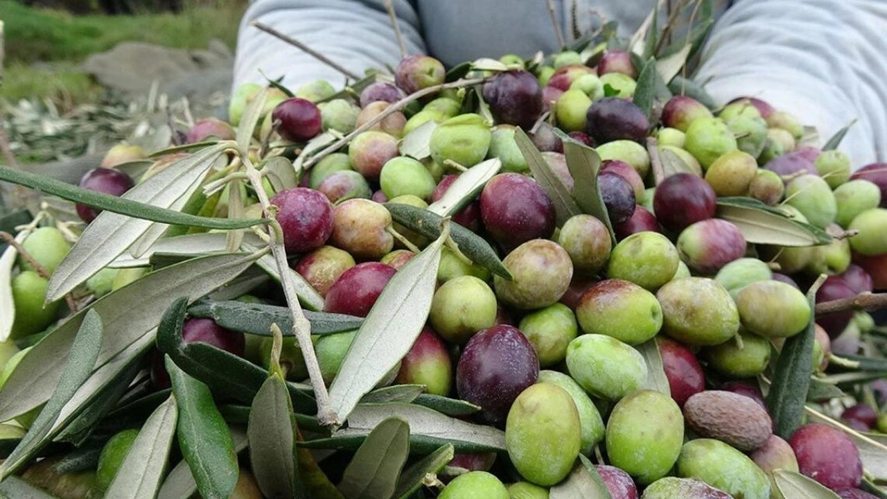 Kahramanmaraş’ta Zeytin Hasadı Yaklaşırken!