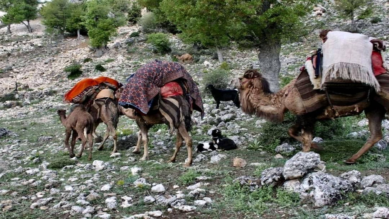 Kahramanmaraş ve Toroslar’da yörüklerin göçü!