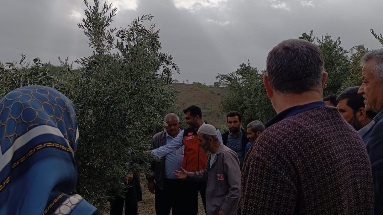 Fiyatı yükselişe geçen zeytin için Kahramanmaraş’ta geleceğe yatırım!