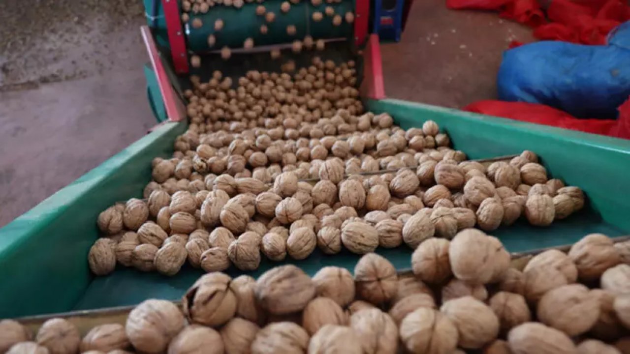 Cevizde fiyat tepetaklak oldu! Kahramanmaraş ceviz piyasasında son durum!