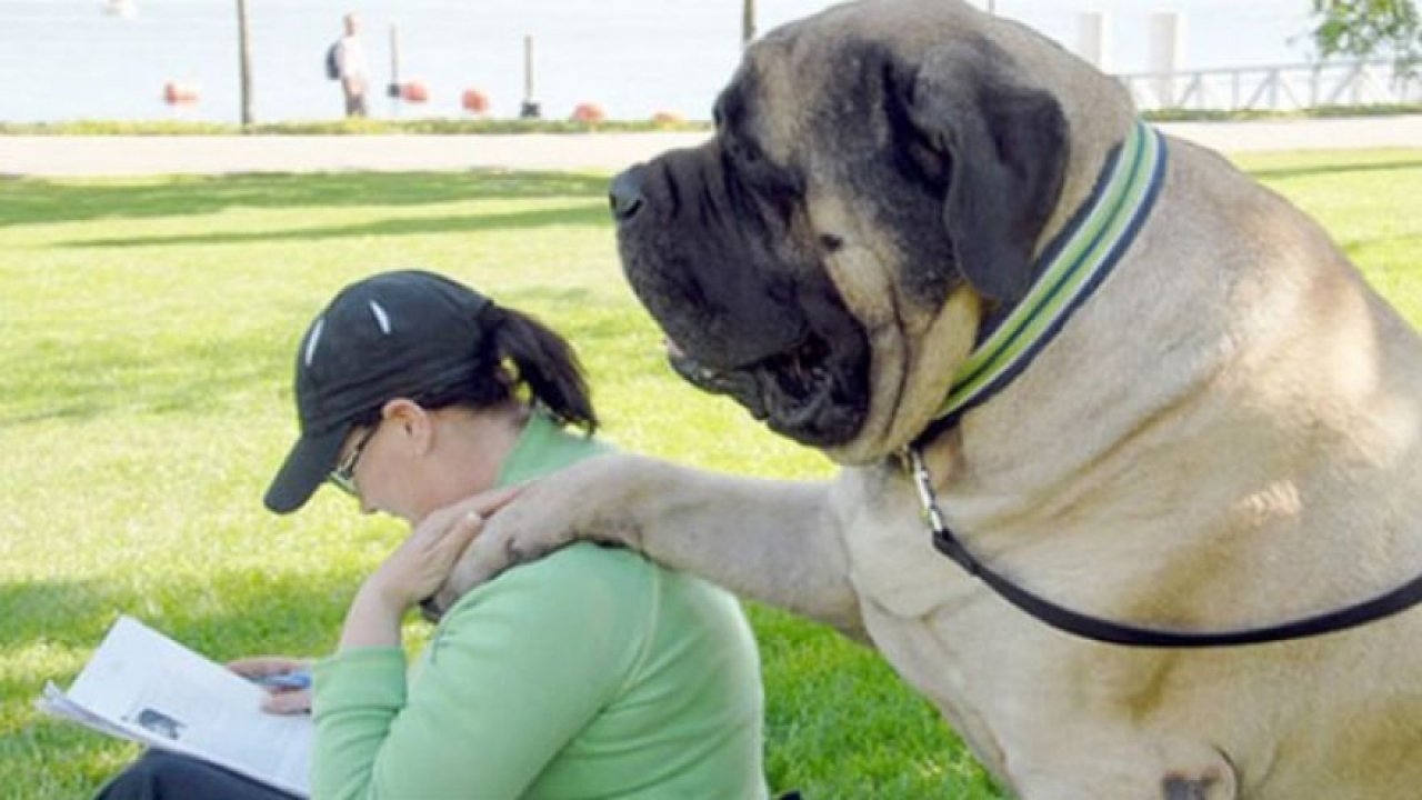 20 fotoğrafla dünyanın en büyük köpekleri