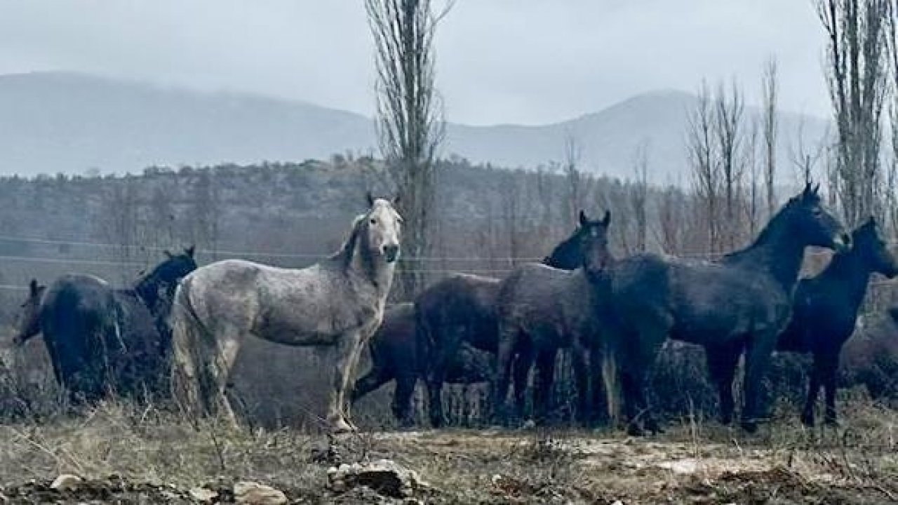 Vahşi atlar yerleşim yerine indi!