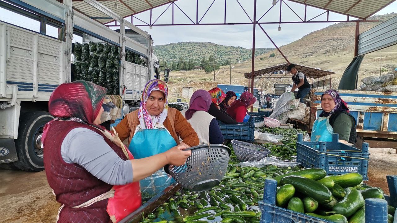 Kahramanmaraş'ta Salatalık Hasadı Başladı! 35 Bin Ton Rekolte Bekleniyor