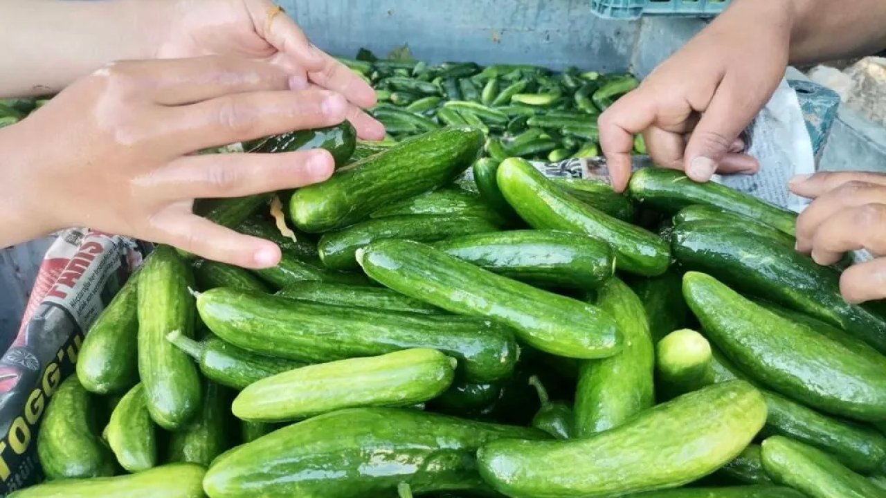 2 bin kişini ekmek kapası Kahramanmaraş salatalığı yurt dışı yolcusu!