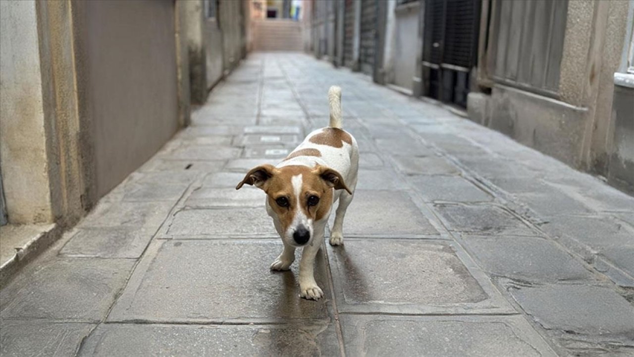 Bu ülkede köpek sahipleri vergi ödüyor!