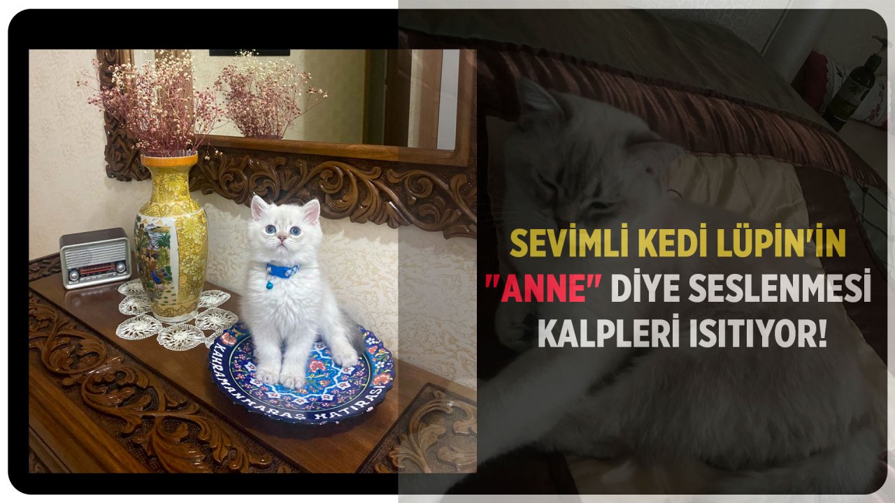 Sevimli Kedi Lüpin'in "Anne" Diye Seslenmesi Kalpleri Isıtıyor!