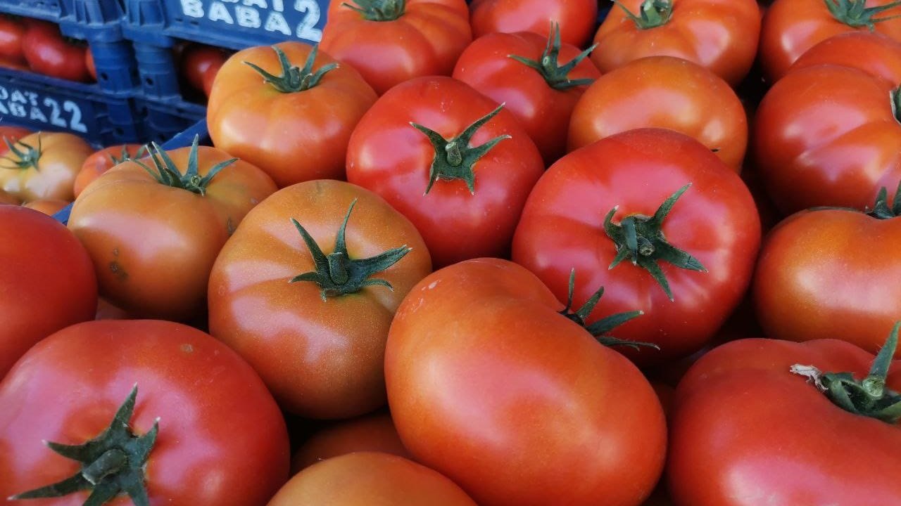 Kahramanmaraş domates üretiminde rekora koşuyor!