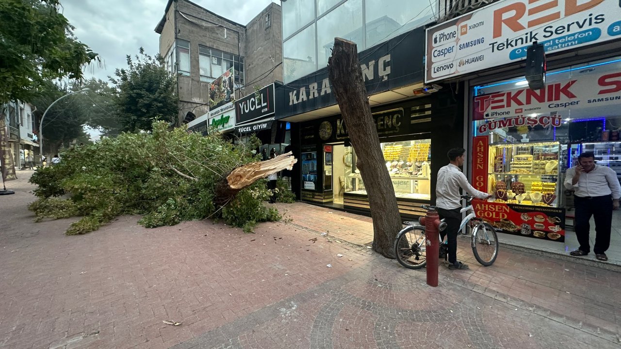 Kahramanmaraş'ta şiddetli rüzgar ağacı devirdi!