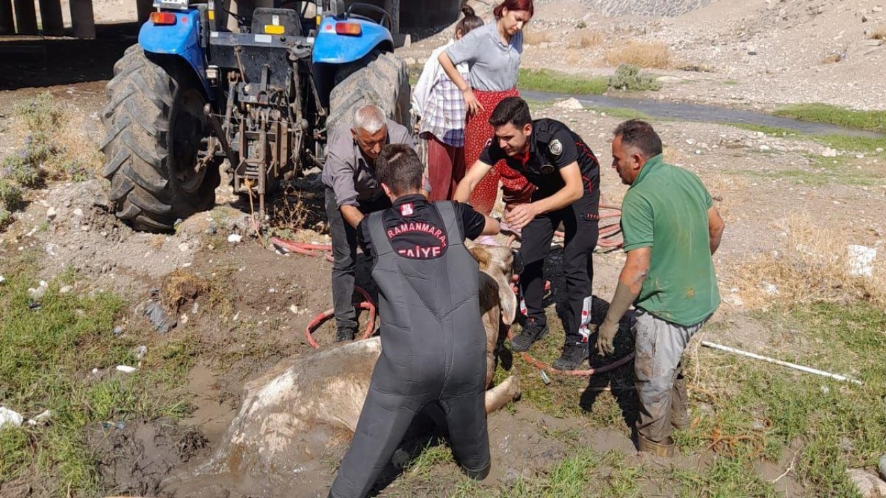 Kahramanmaraş’ta çamura saplanan ineklerin imdadına itfaiye yetişti!