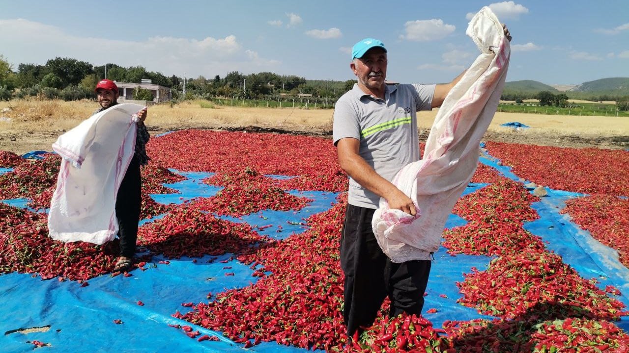 Kahramanmaraş'ta 50 Bin Ton Biber üretildi!