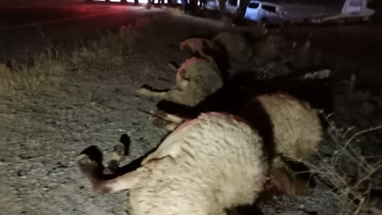 Kahramanmaraş’ta otomobil koyun sürüsüne daldı!