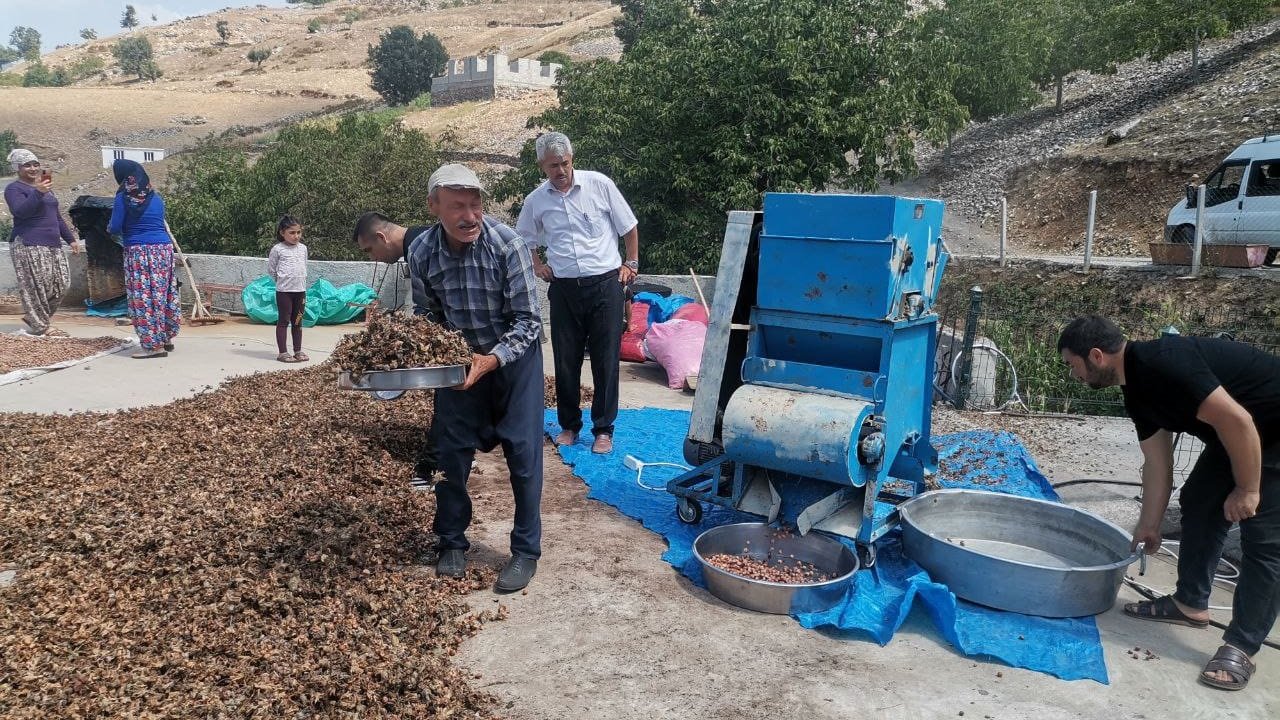 Kahramanmaraş’ta fındık köylülerin gelir kapısı oldu!