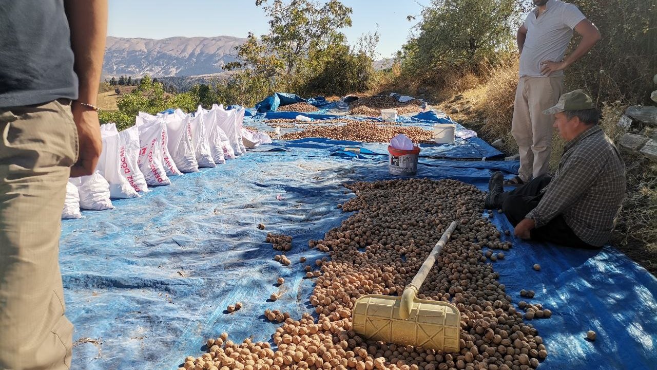 Kahramanmaraş’ta ceviz ihracatı başladı!