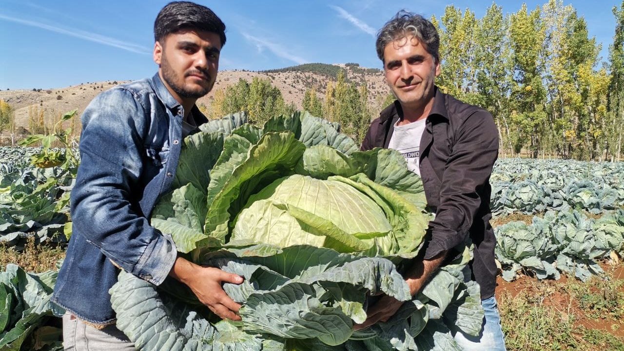 Kahramanmaraş'ta dev lahana hasadında rekor!