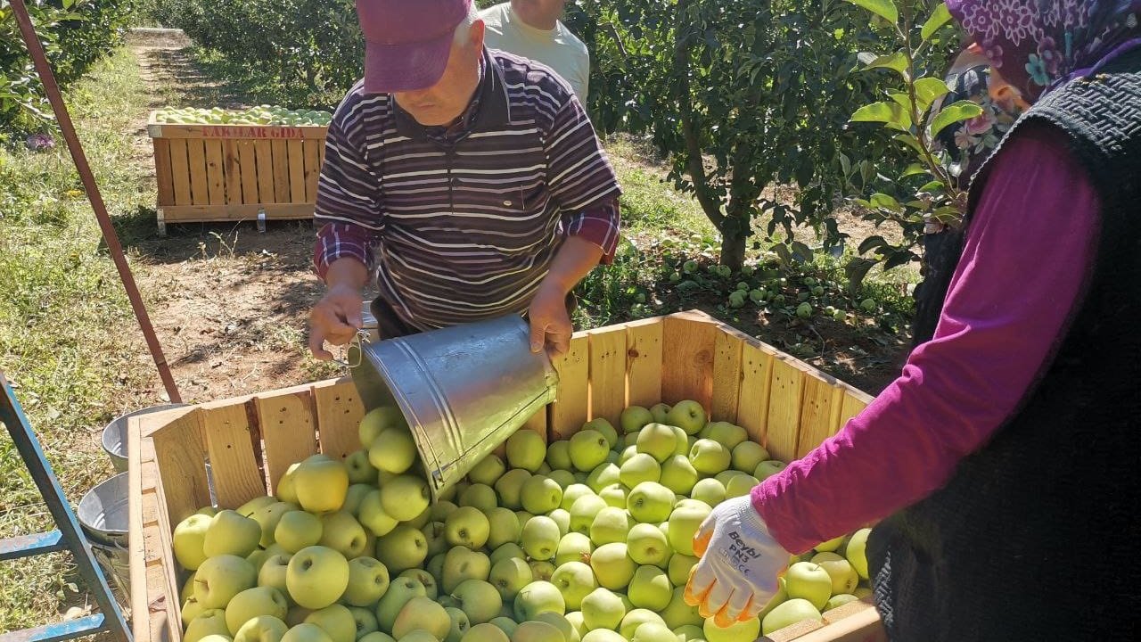 Kahramanmaraş'ta 60 bin ton elma rekoltesi bekleniyor!