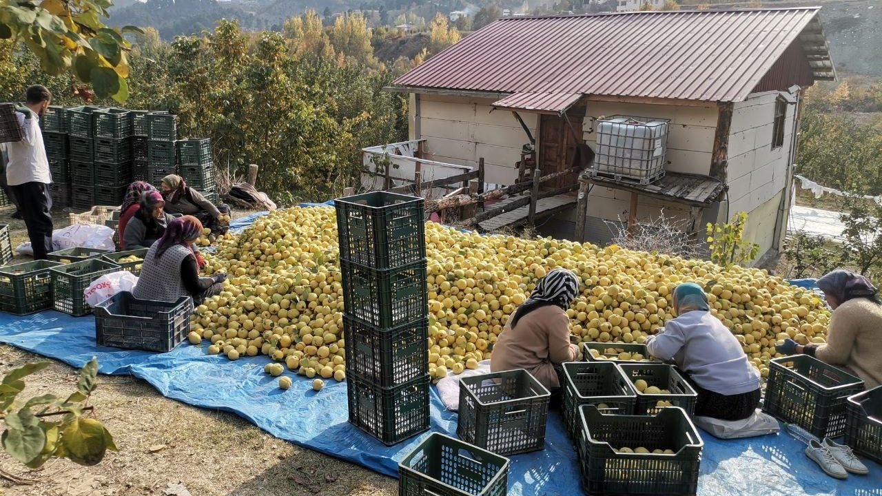 Kahramanmaraş’tan Ortadoğu’ya 5 Bin Ton Ayva İhracatı!