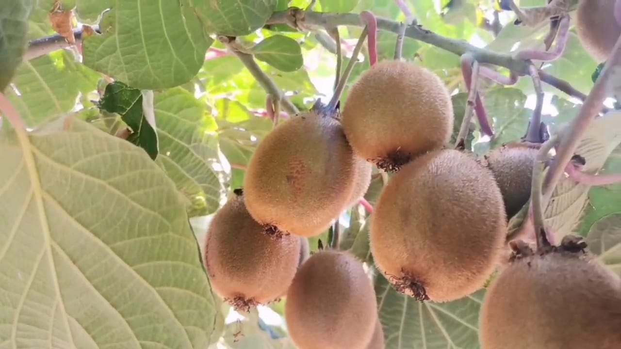 Kahramanmaraş’ta kivi üretimi başladı!