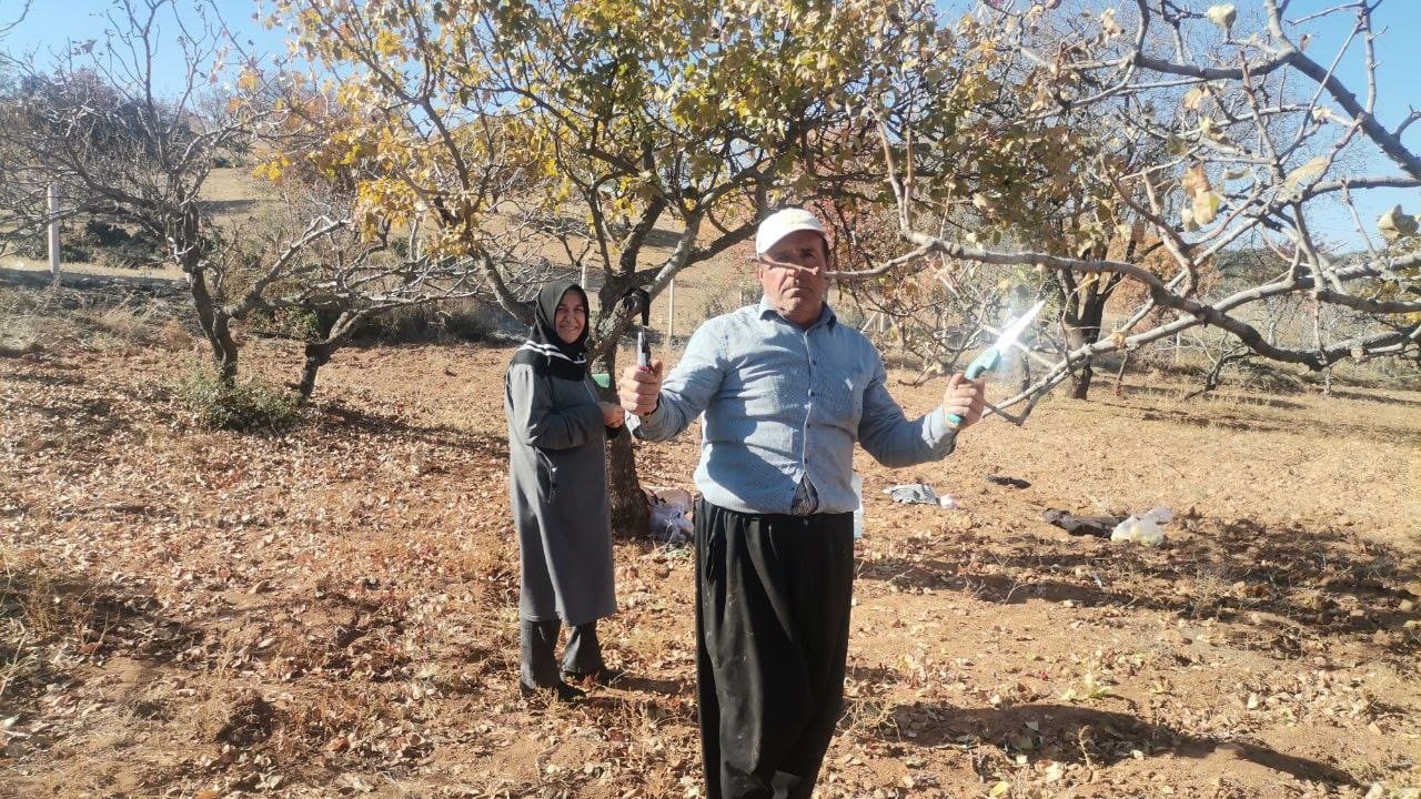 Kahramanmaraş’ta Fıstık Ağaçlarında Budama Sezonu Başladı!