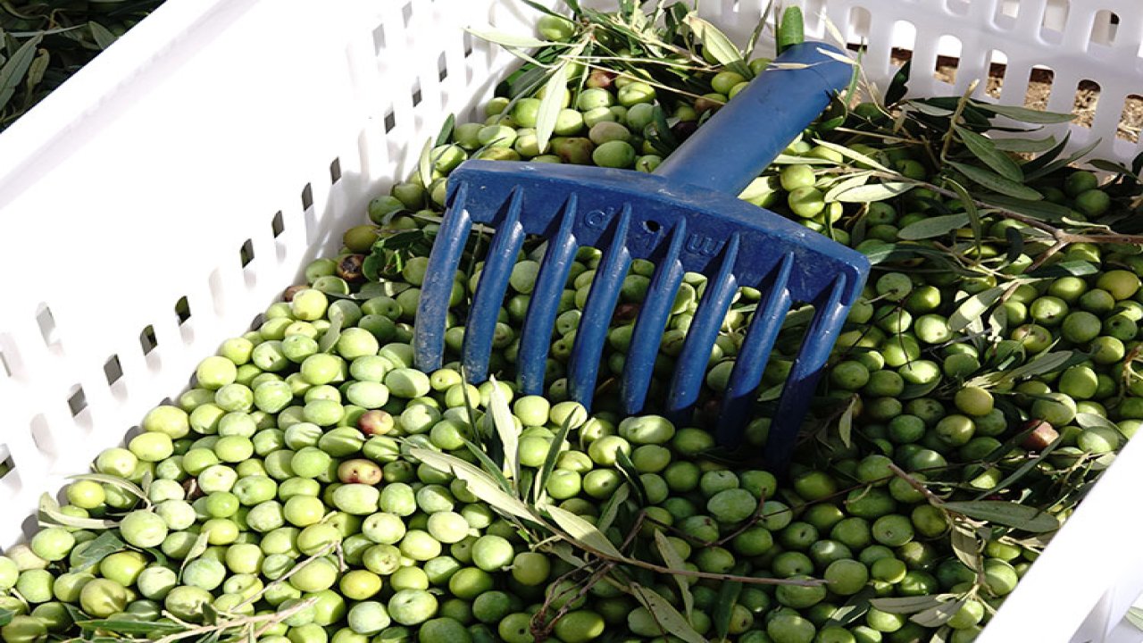 Kahramanmaraş’ta 24 bin ton zeytin rekoltesi bekleniyor!