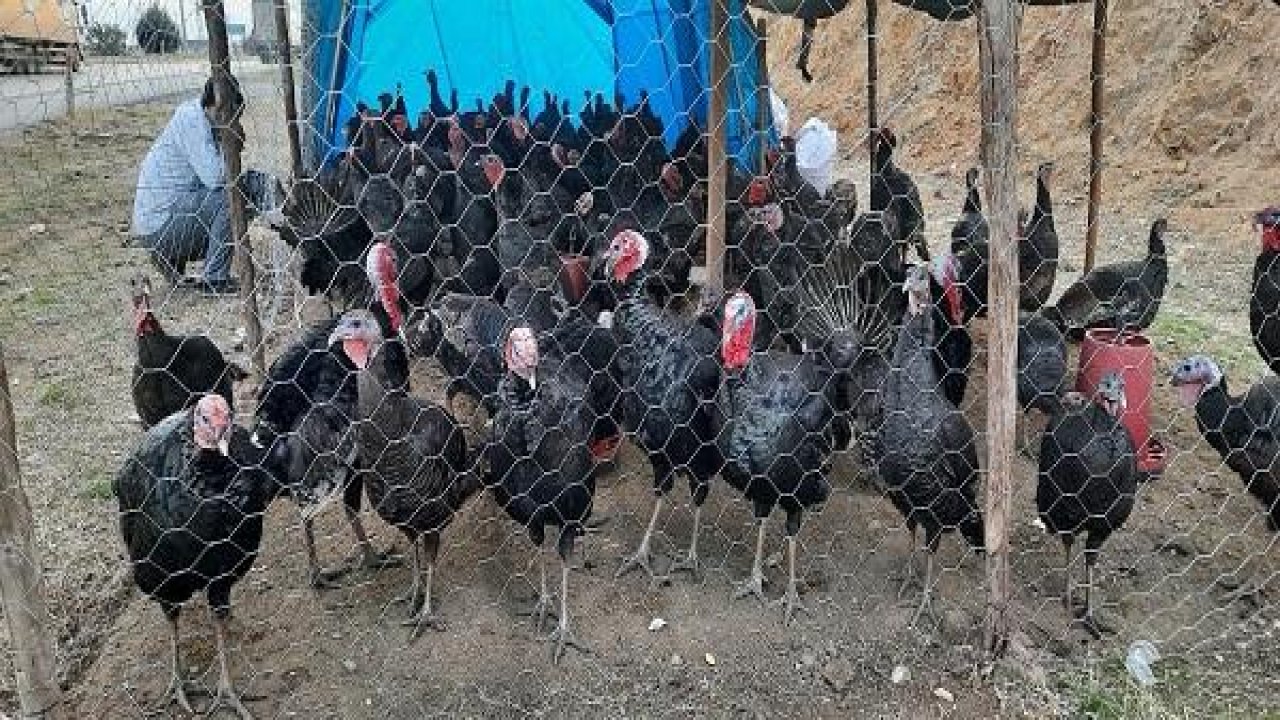 Kahramanmaraş’ta Yılbaşı Hindileri Satışa Çıktı!