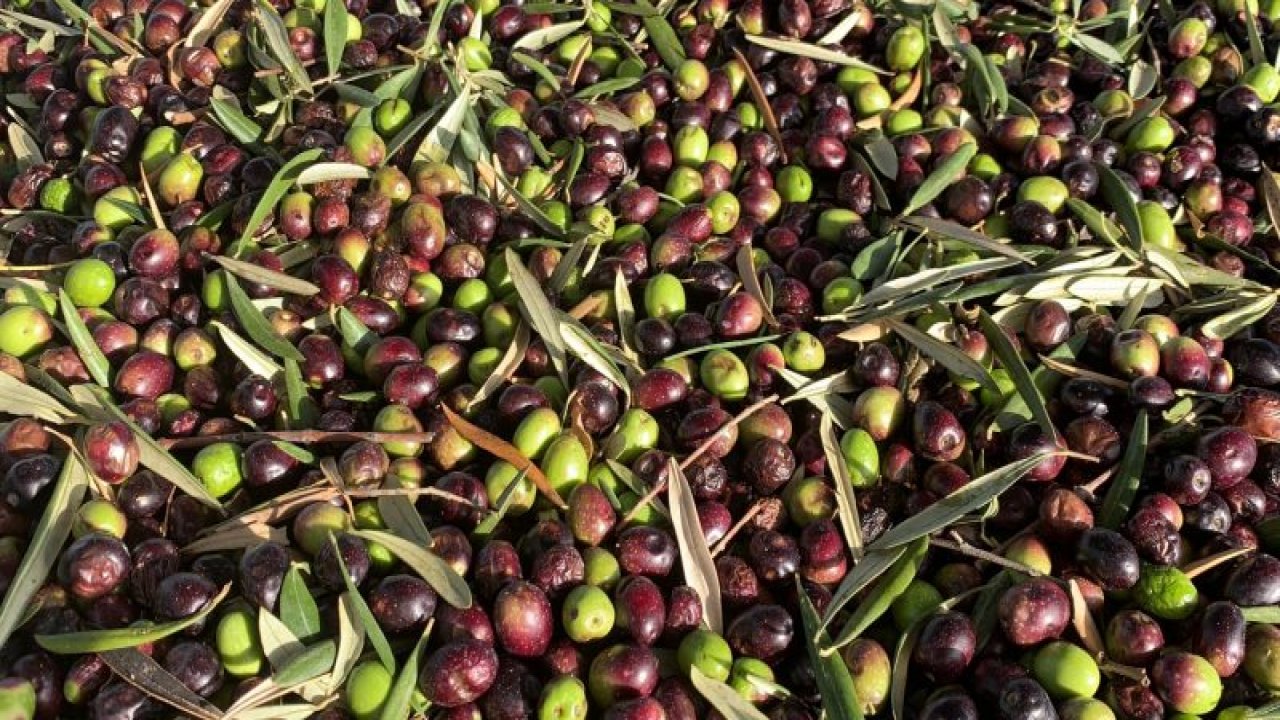 Kahramanmaraş’ın zeytin varlığı belli oldu!