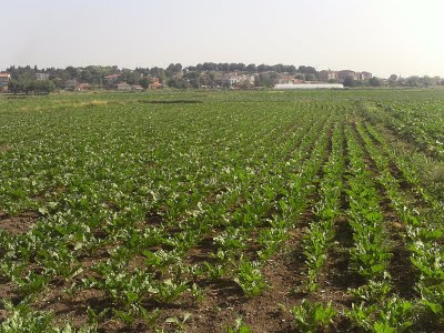 420 bin ton pancar işlenecek 