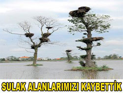 Türkiye sulak alanlarını kaybetti