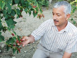 Böğürtlen Üretimi Her Geçen Yıl Artıyor