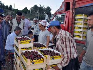 Çığşar Kirazı